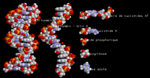 molecules d'adn